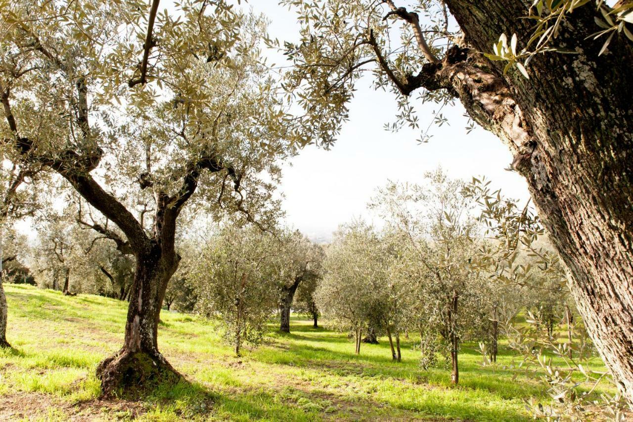 Agriturismo Podere Rondinaio Lamporecchio Εξωτερικό φωτογραφία